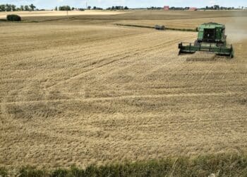A combine harvester cuts a field of wheat on a farm in the Lisowice district of Torun, Poland, on Friday, Aug. 11, 2023. Some of Ukraines European neighbors, including Poland, are extending a ban on purchasing some of the countrys grain until mid-September, a move that risks fueling tensions between Kyiv and its allies.