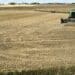 A combine harvester cuts a field of wheat on a farm in the Lisowice district of Torun, Poland, on Friday, Aug. 11, 2023. Some of Ukraines European neighbors, including Poland, are extending a ban on purchasing some of the countrys grain until mid-September, a move that risks fueling tensions between Kyiv and its allies.