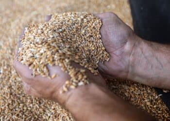 A worker holding a handful of wheat grain.