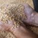 A worker holding a handful of wheat grain.