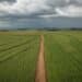 A path running through corn fields on a farm.