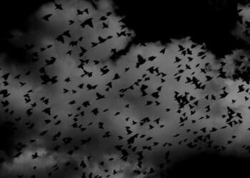 Compliance nightmare: Navigating commercial disclosure laws