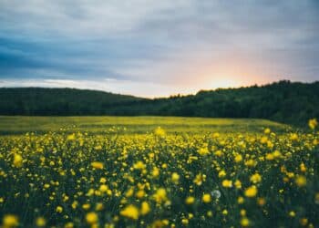 Former AP Equipment Chief People Officer O’Leary dies