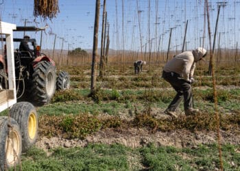 Workers install hanging twine in a hop field at a farm in Wapato, Washington, US, on Friday, May 2, 2025. Hops production for the United States in 2024 totaled 87.1 million pounds, down 16 percent from the 2023 crop of 104 million pounds, according to the USDA.