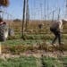 Workers install hanging twine in a hop field at a farm in Wapato, Washington, US, on Friday, May 2, 2025. Hops production for the United States in 2024 totaled 87.1 million pounds, down 16 percent from the 2023 crop of 104 million pounds, according to the USDA.