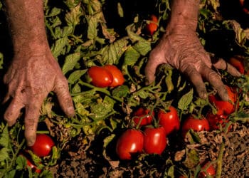 A farmer inspects tomatoes during a harvest in Winters, California, US, on Friday, Aug. 12, 2022. Drought and water shortages are hurting processing tomato production in a region responsible for a quarter of the worlds output, with the squeeze set to exacerbate already elevated prices for tomato-based goods.