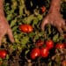 A farmer inspects tomatoes during a harvest in Winters, California, US, on Friday, Aug. 12, 2022. Drought and water shortages are hurting processing tomato production in a region responsible for a quarter of the worlds output, with the squeeze set to exacerbate already elevated prices for tomato-based goods.
