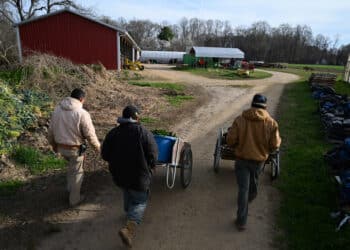 Workers push carts with freshly picked chard at a farm in Leonardtown, Maryland.