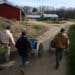 Workers push carts with freshly picked chard at a farm in Leonardtown, Maryland.